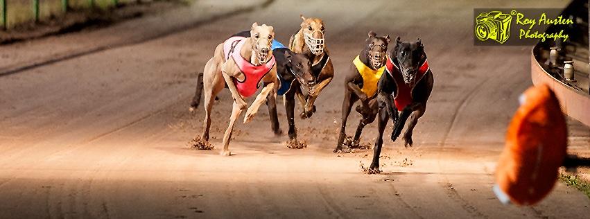 DARWIN GREYHOUNDS