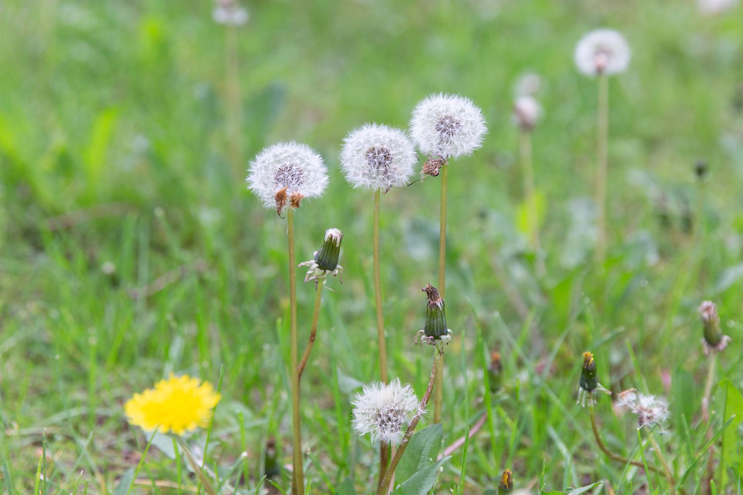 FLOWERS FOR EVERYONE